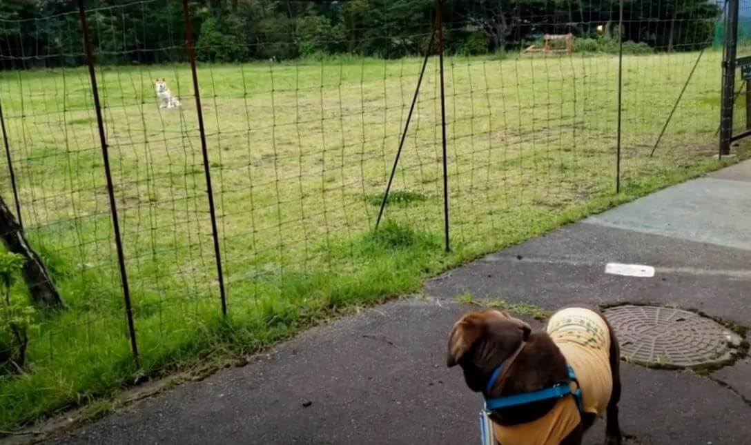 ラブラドールレトリーバー,動画