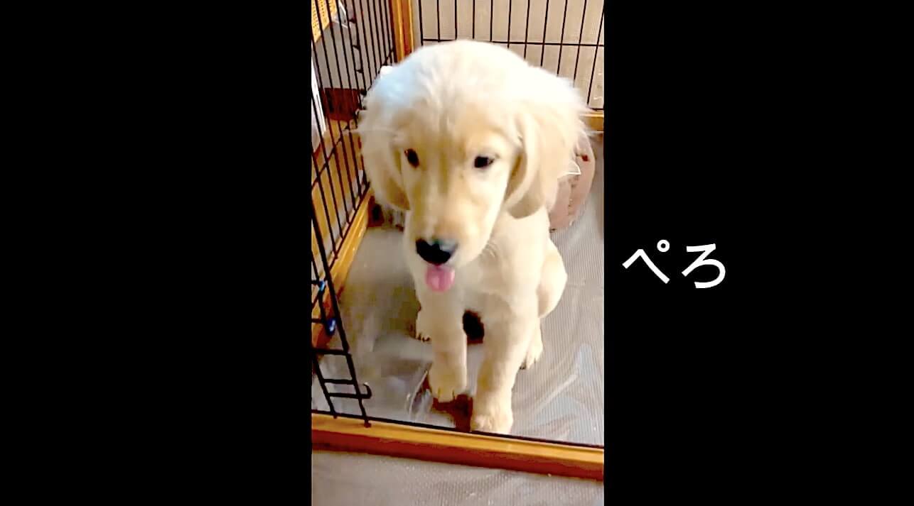 ゴールデンレトリーバー,動画