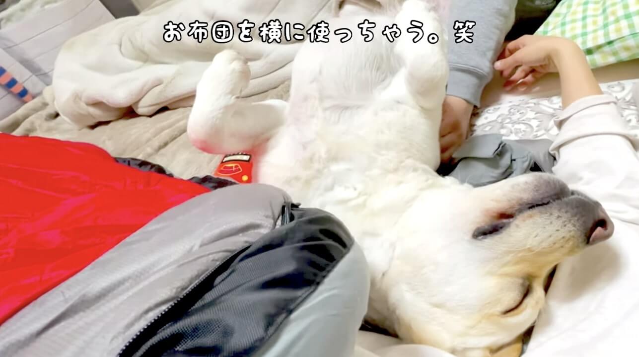 ラブラドールレトリーバー,動画