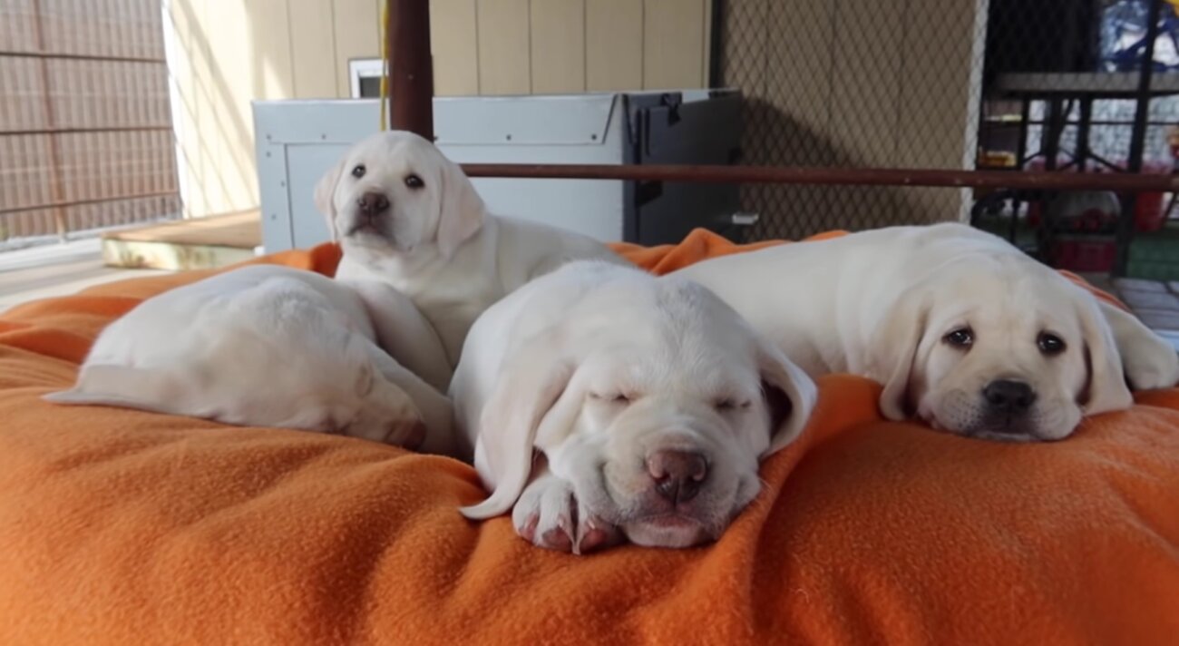 ラブラドールレトリーバー,動画