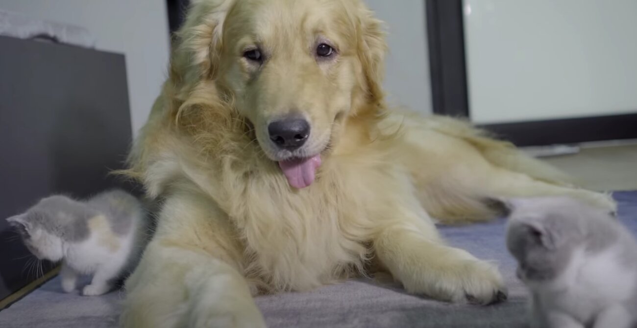 ゴールデンレトリーバー,動画