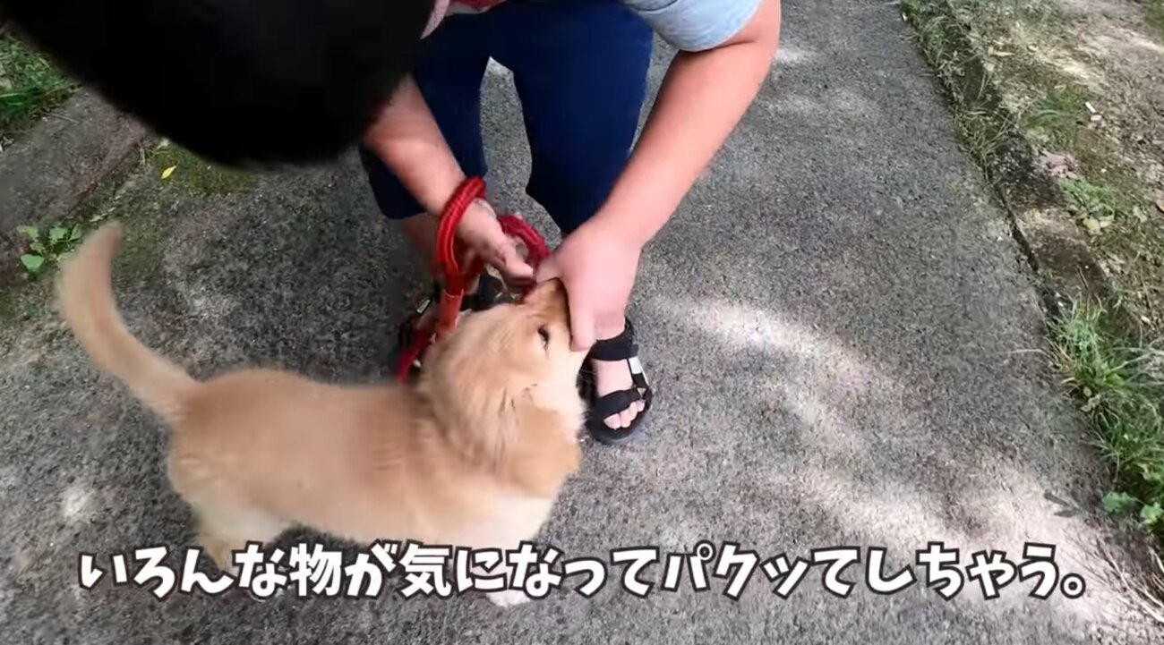 ゴールデンレトリーバー,動画