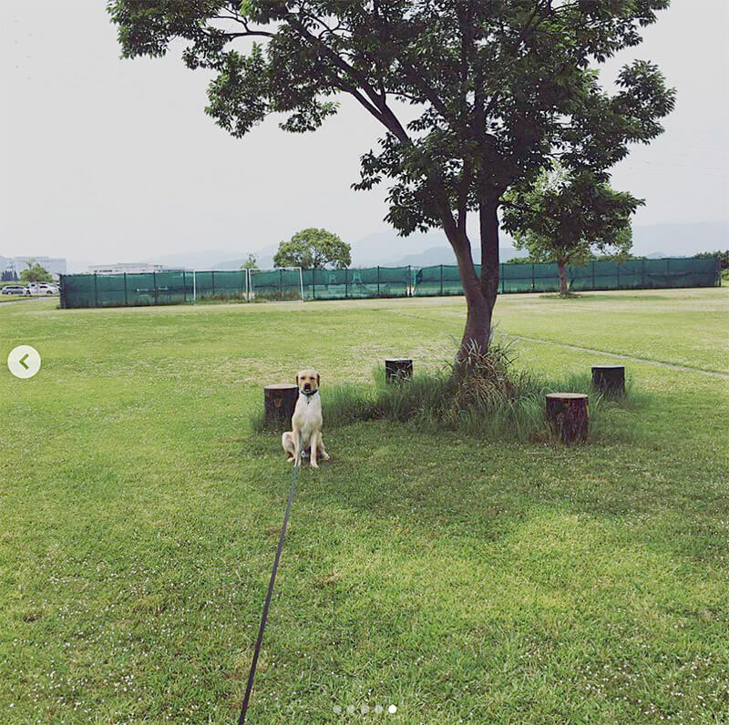 ラブラドールレトリーバー,動画