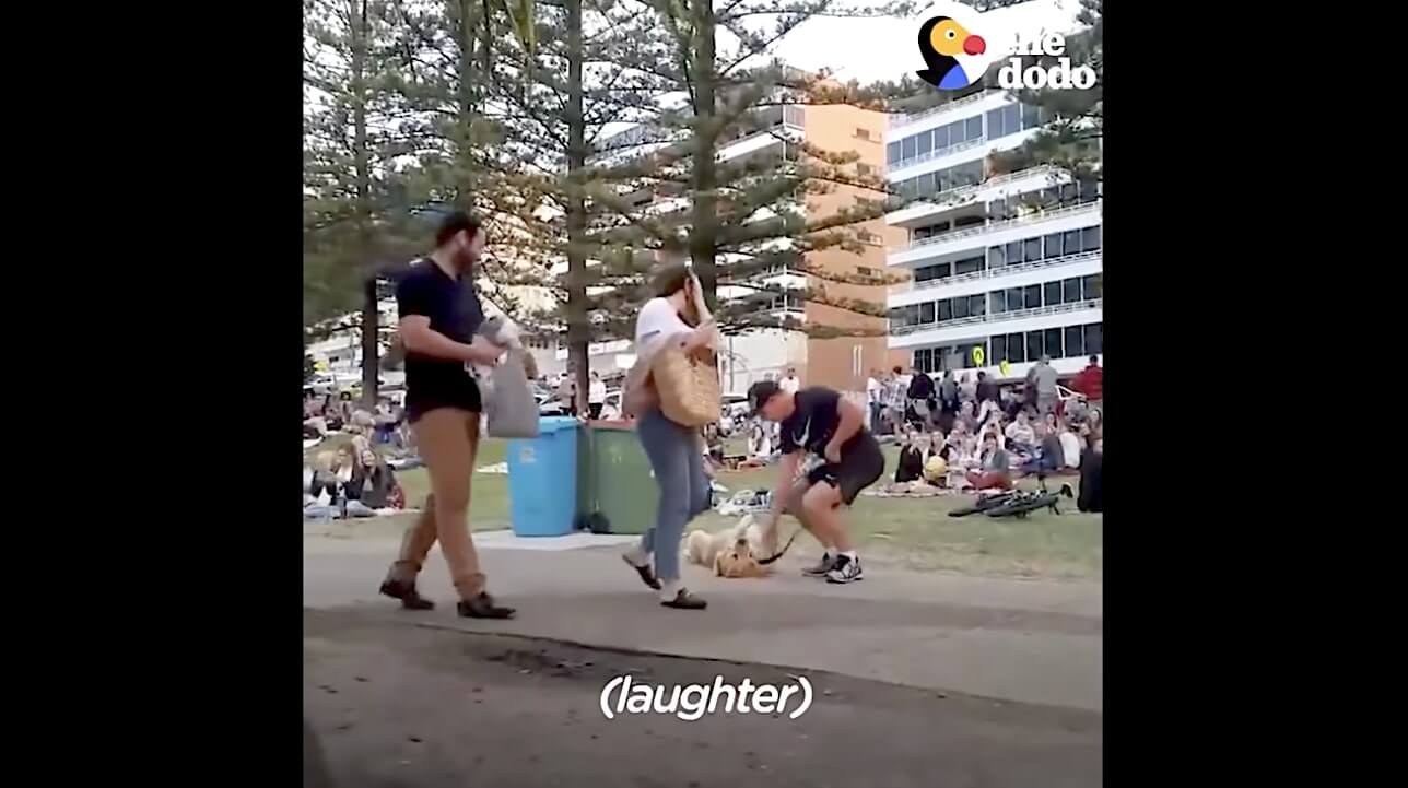 ゴールデンレトリーバー,動画