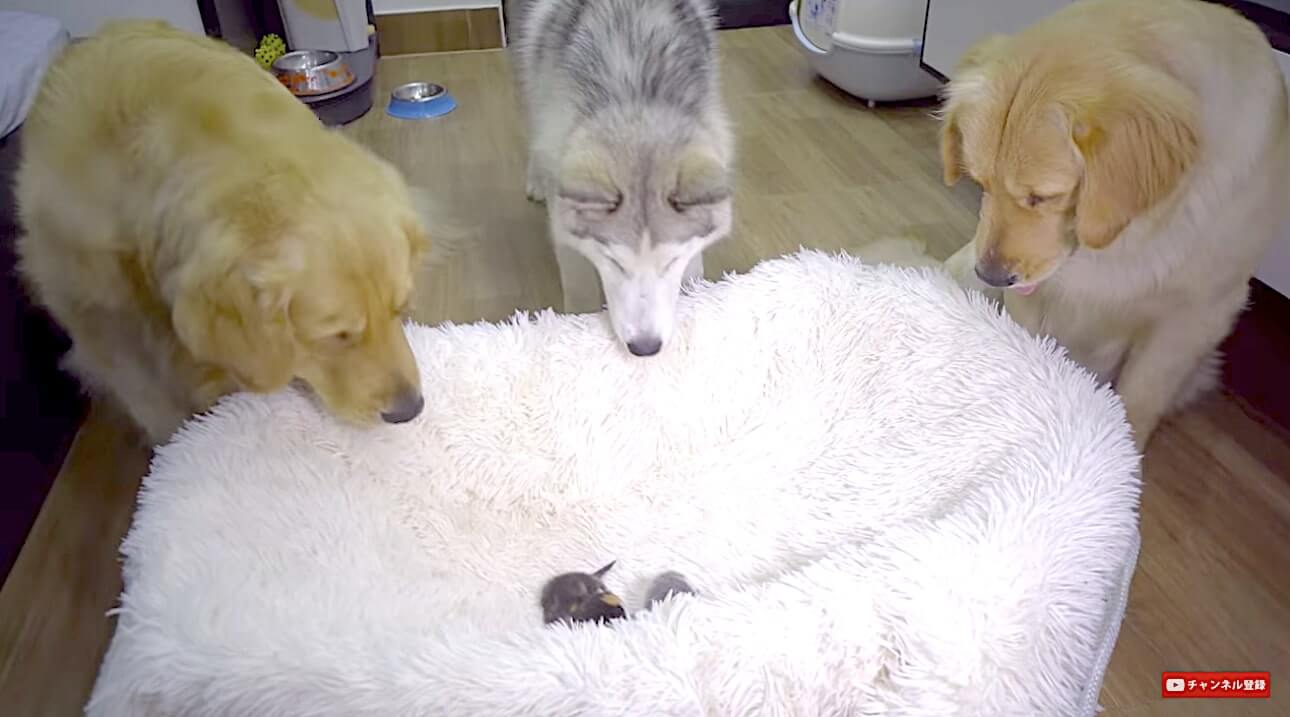 ゴールデンレトリーバー,動画