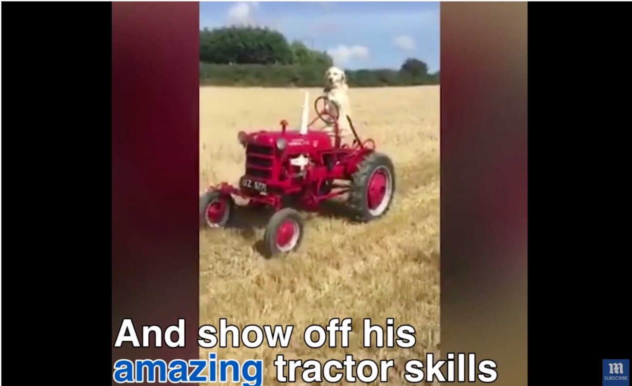 ゴールデンレトリーバー,動画