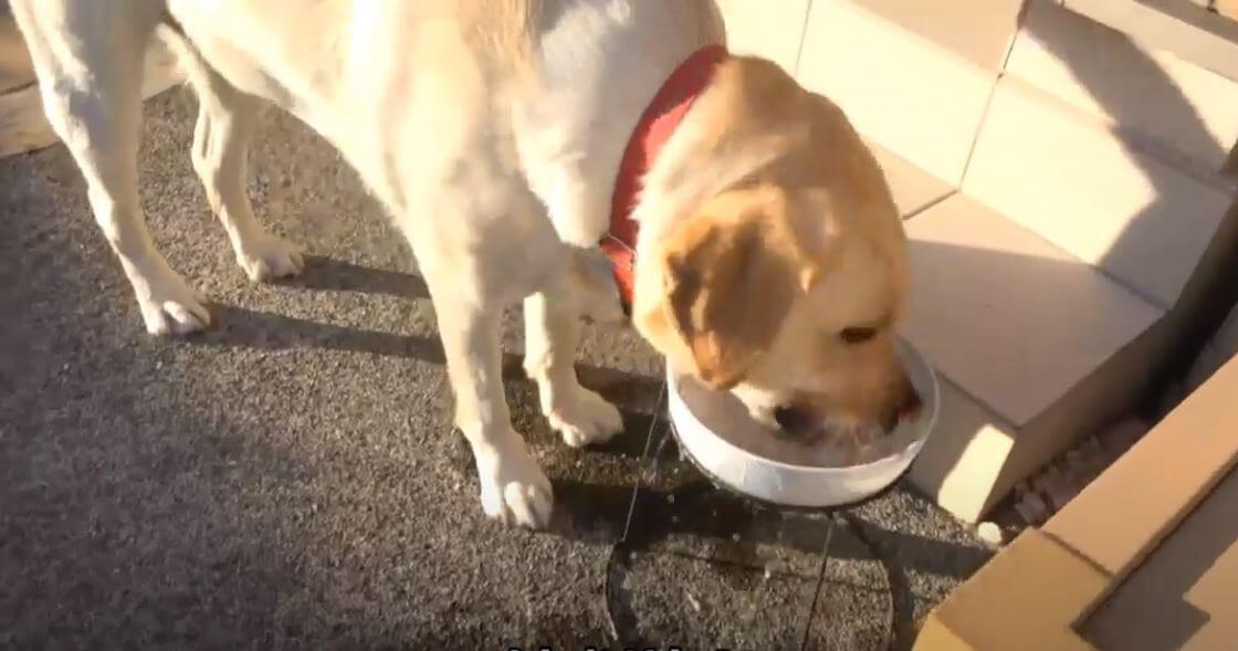 ラブラドールレトリーバー,動画