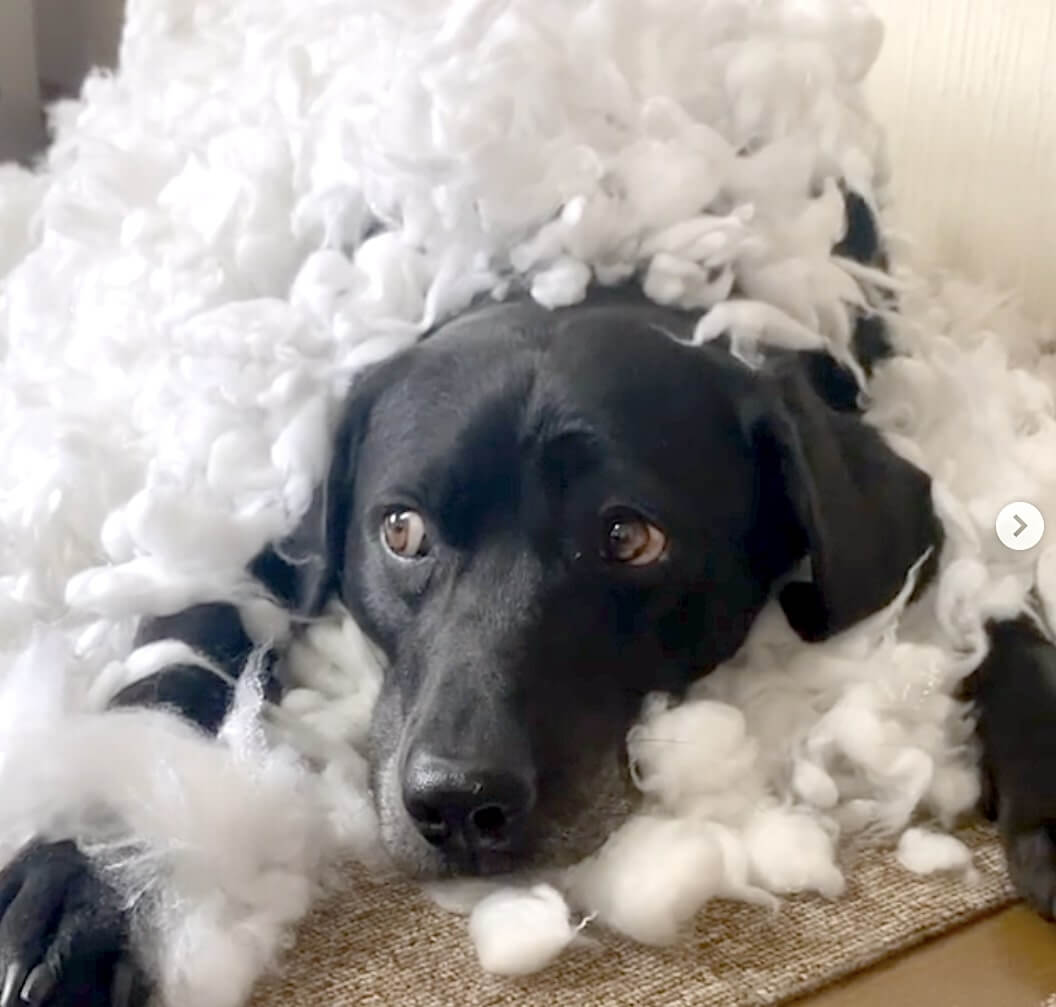 ラブラドールレトリーバー,動画