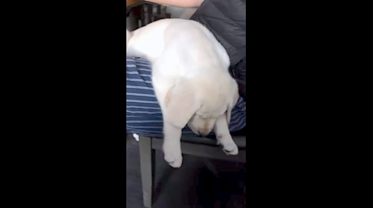 ラブラドールレトリーバー,動画