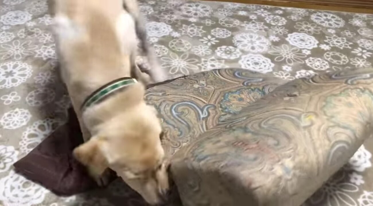 ラブラドールレトリーバー,動画