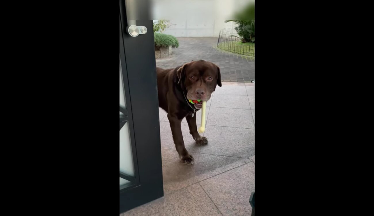 ラブラドールレトリーバー,動画