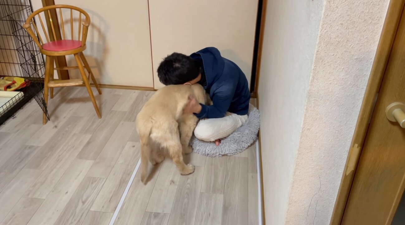 ゴールデンレトリーバー,動画