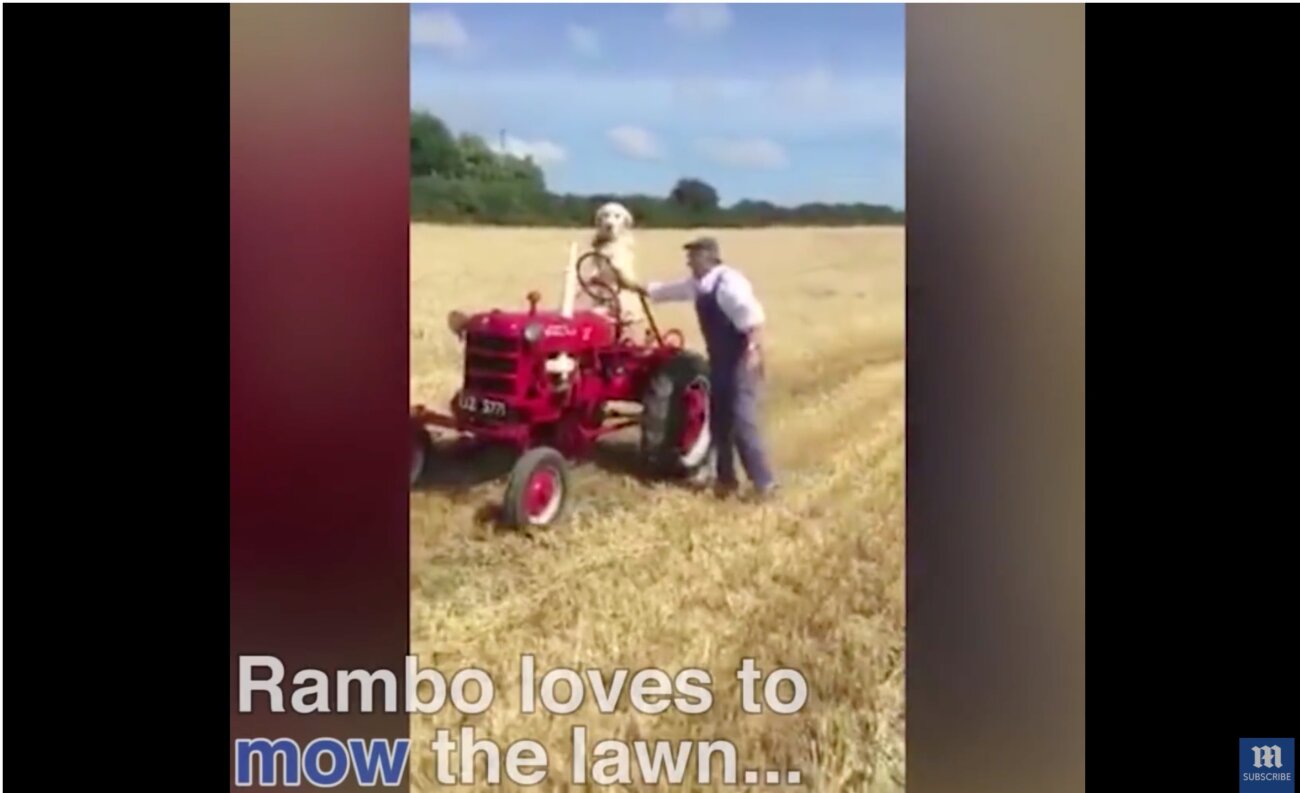 ゴールデンレトリーバー,動画