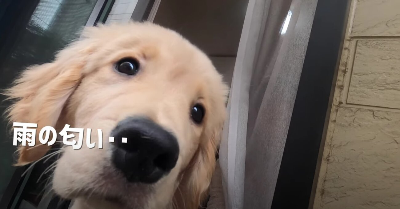 ゴールデンレトリーバー,動画