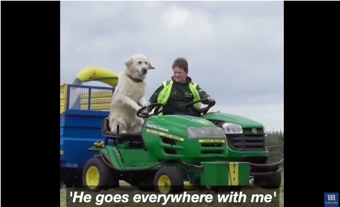 ゴールデンレトリーバー,動画