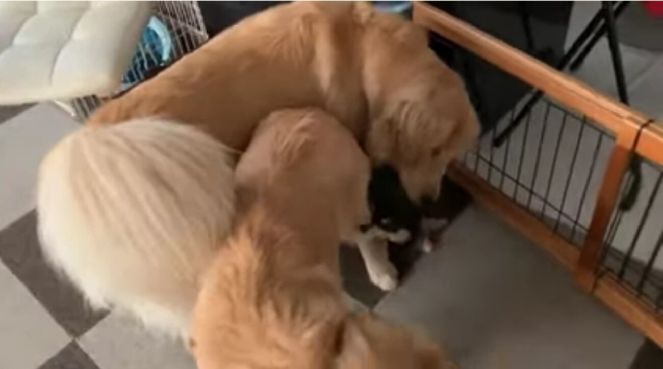 ゴールデンレトリーバー,動画