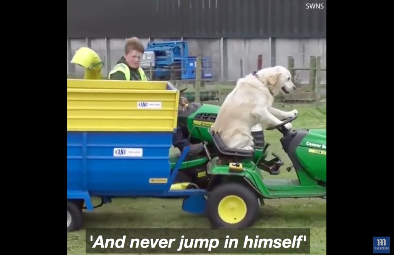 ゴールデンレトリーバー,動画