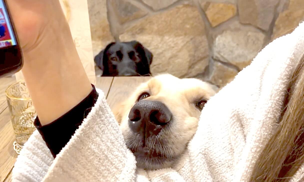 ラブラドールレトリーバー,動画