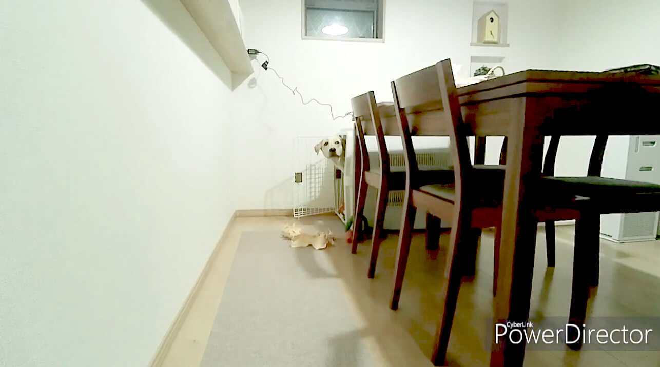 ラブラドールレトリーバー,動画