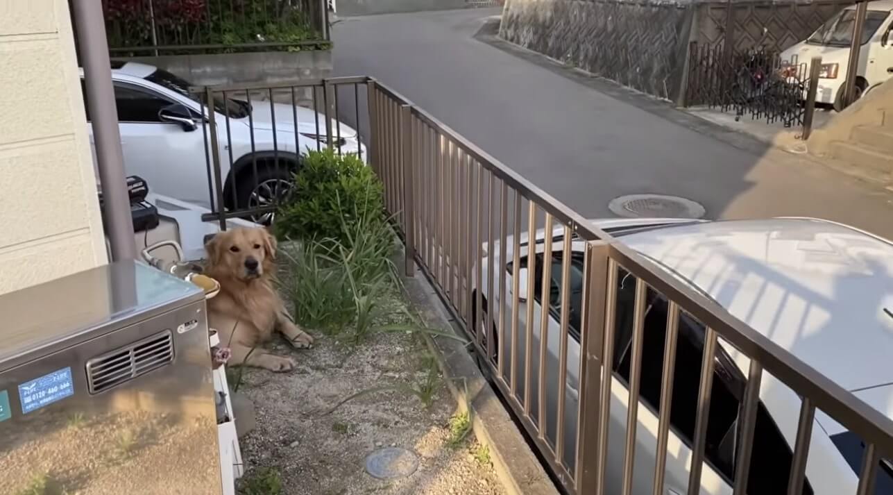 ゴールデンレトリーバー,動画