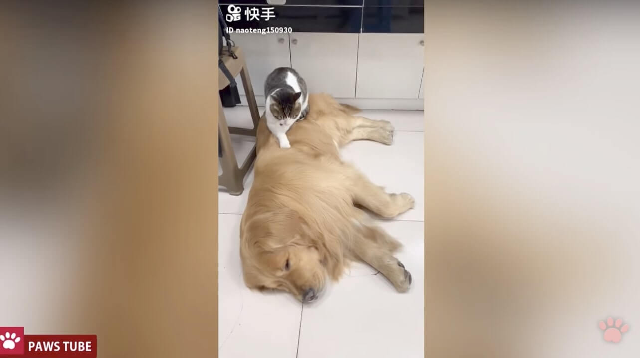 ゴールデンレトリーバー,動画