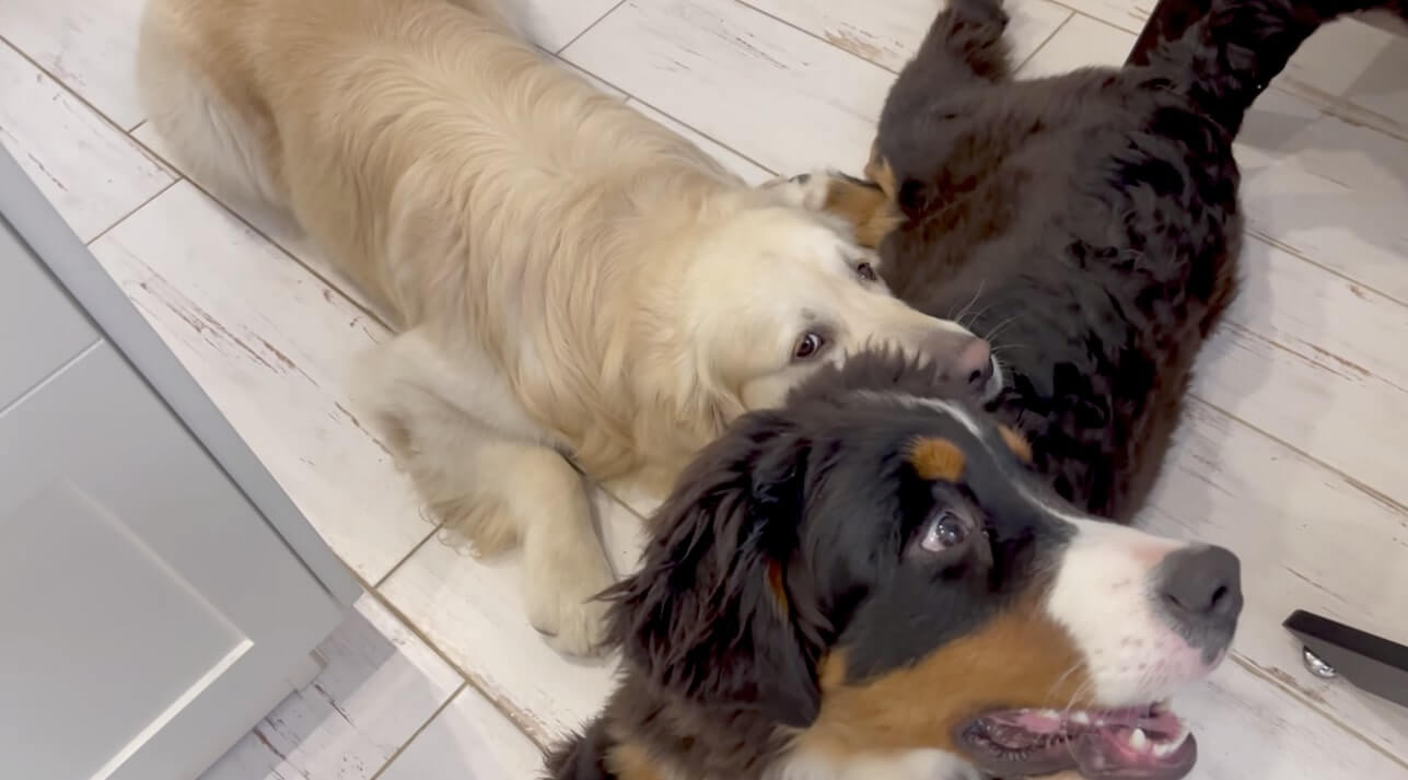 ゴールデンレトリーバー,動画