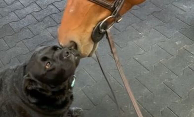 ラブラドールレトリーバー,動画