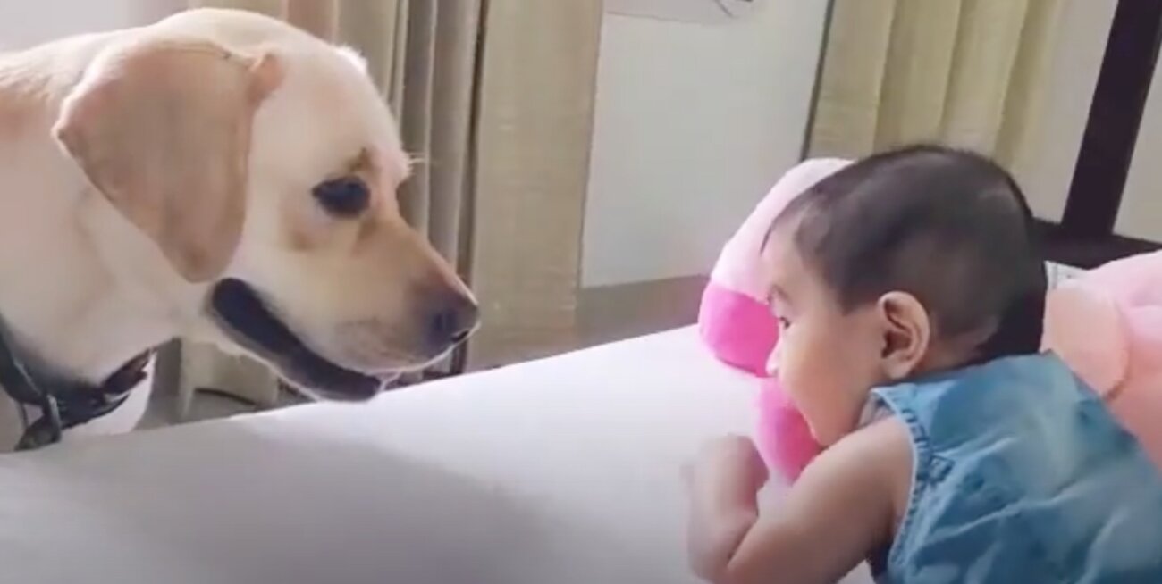 ラブラドールレトリーバー,動画