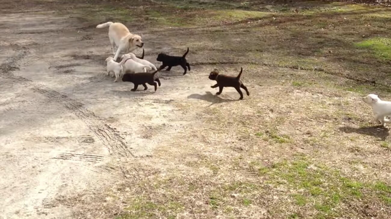 ラブラドールレトリーバー,動画