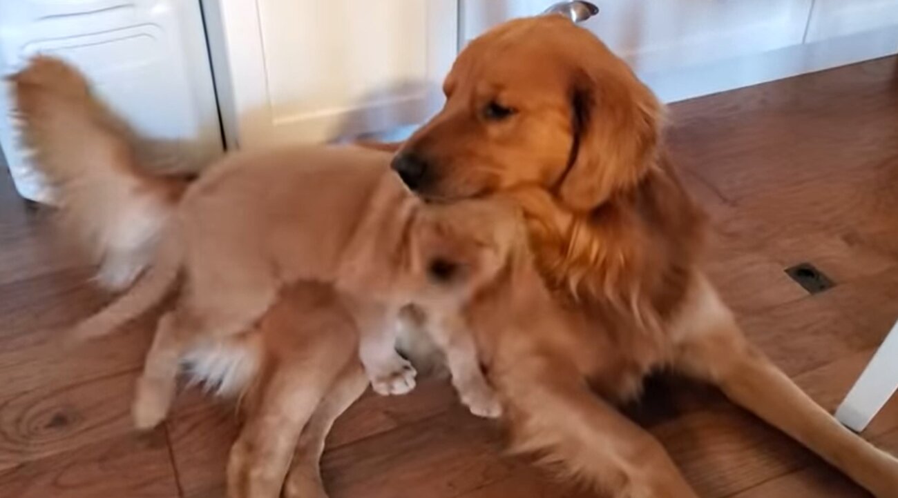 ゴールデンレトリーバー,動画