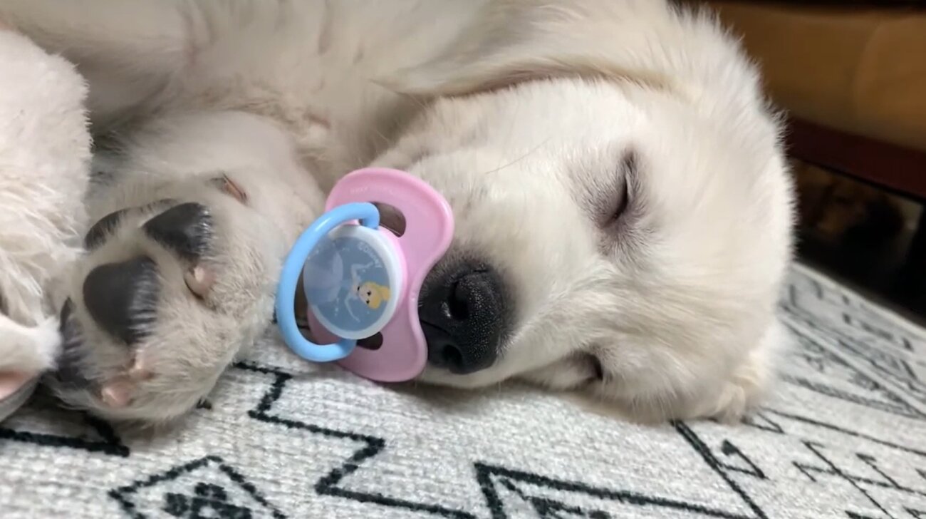 ゴールデンレトリーバー,動画