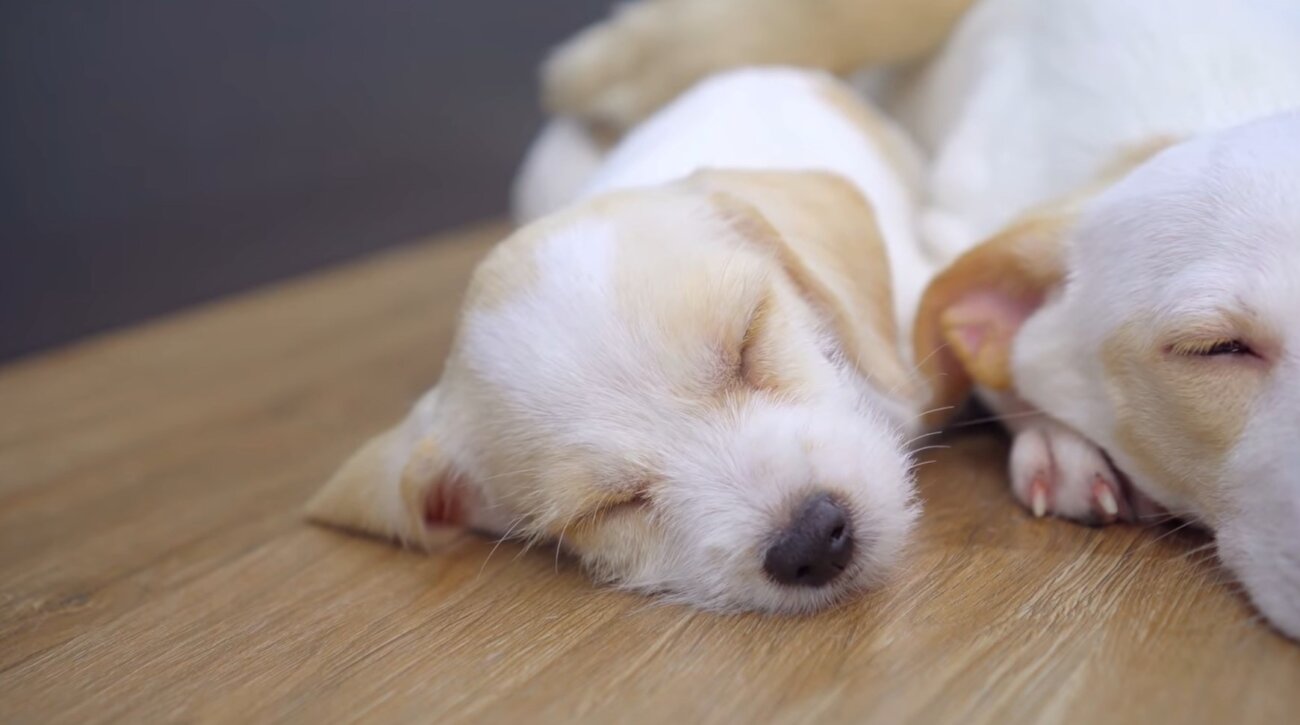 ゴールデンレトリーバー,動画