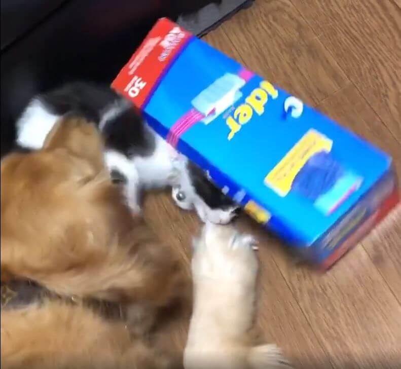 ゴールデンレトリーバー,動画