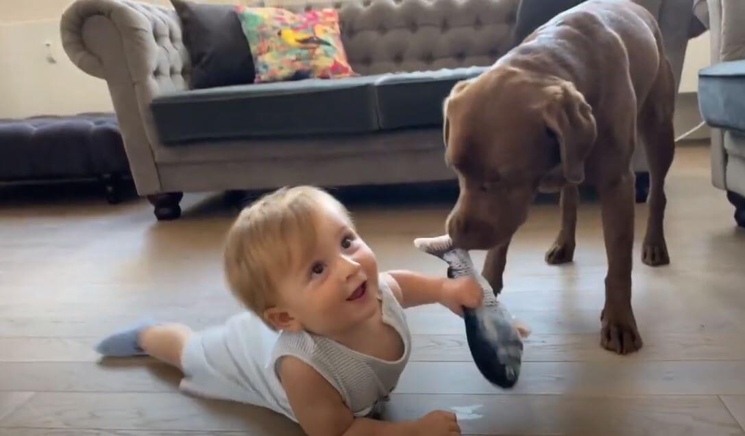 ラブラドールレトリーバー,動画