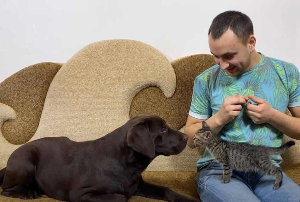 ラブラドールレトリーバー,動画