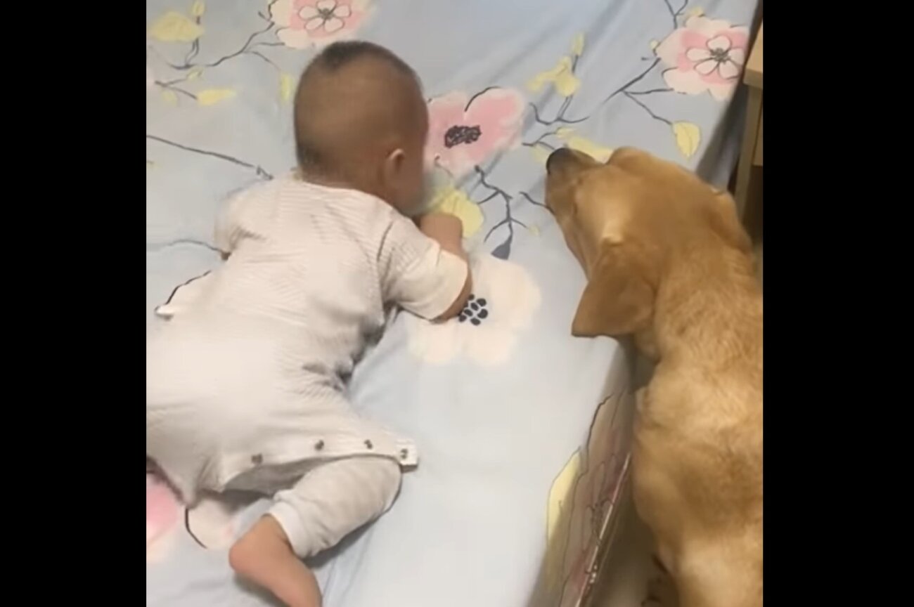 ラブラドールレトリーバー,動画