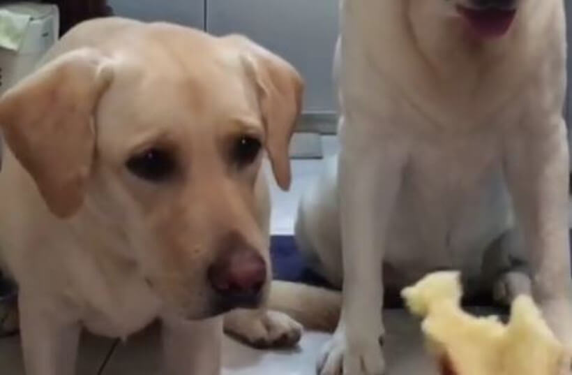 ラブラドールレトリーバー,動画