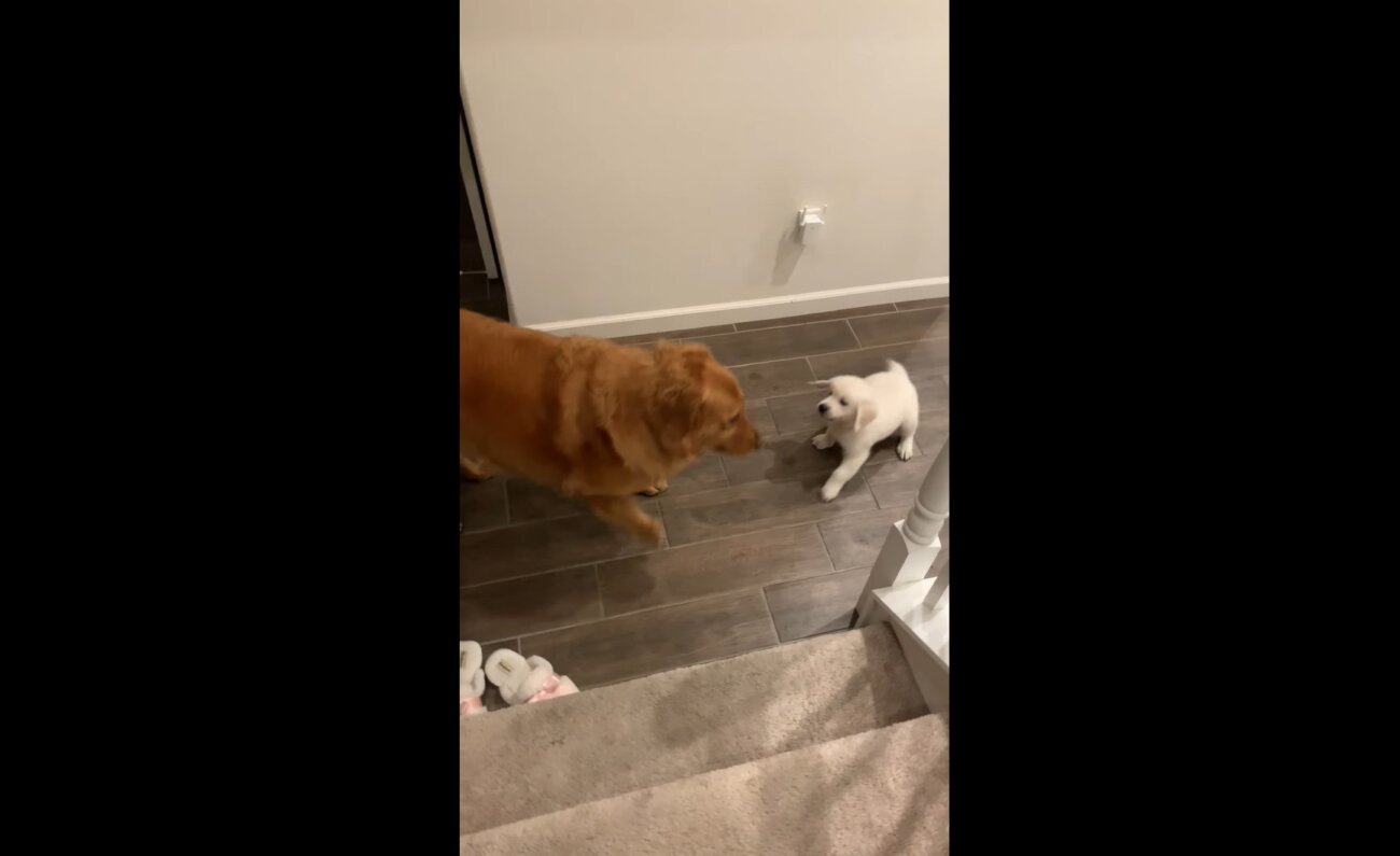 ゴールデンレトリーバー,動画