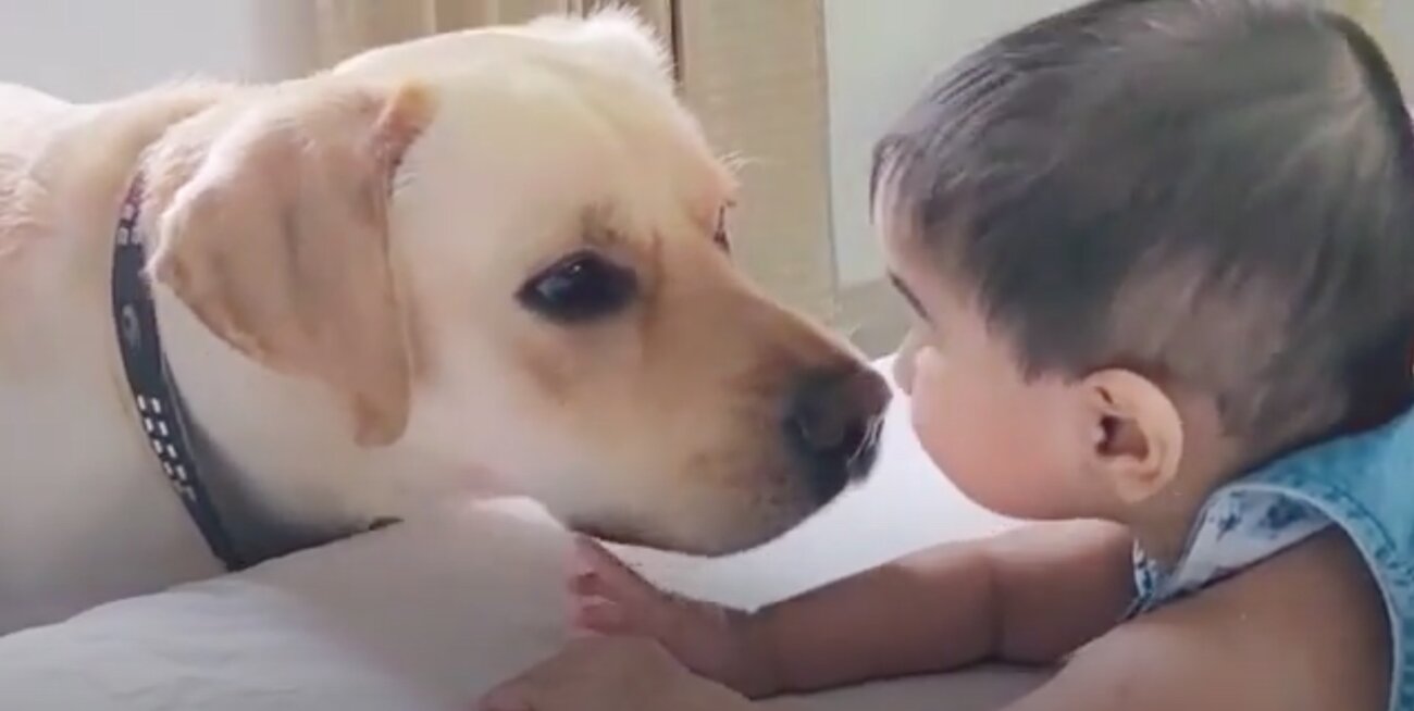 ラブラドールレトリーバー,動画