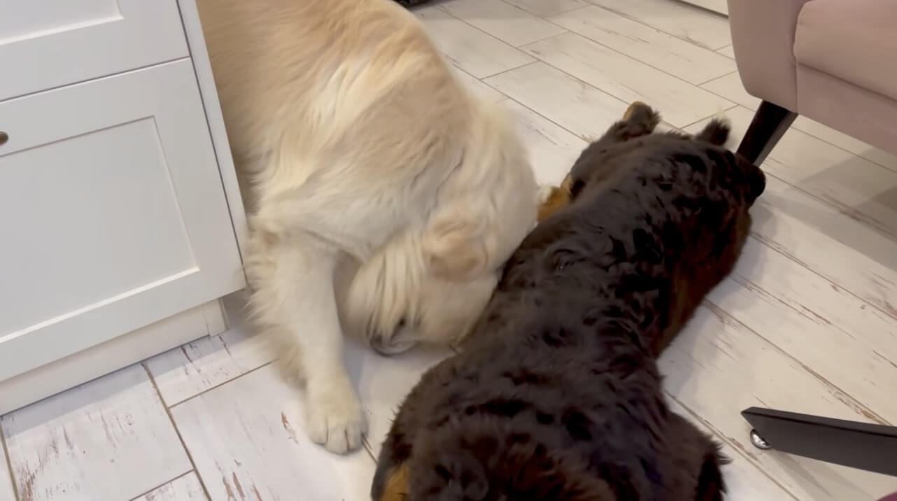 ゴールデンレトリーバー,動画