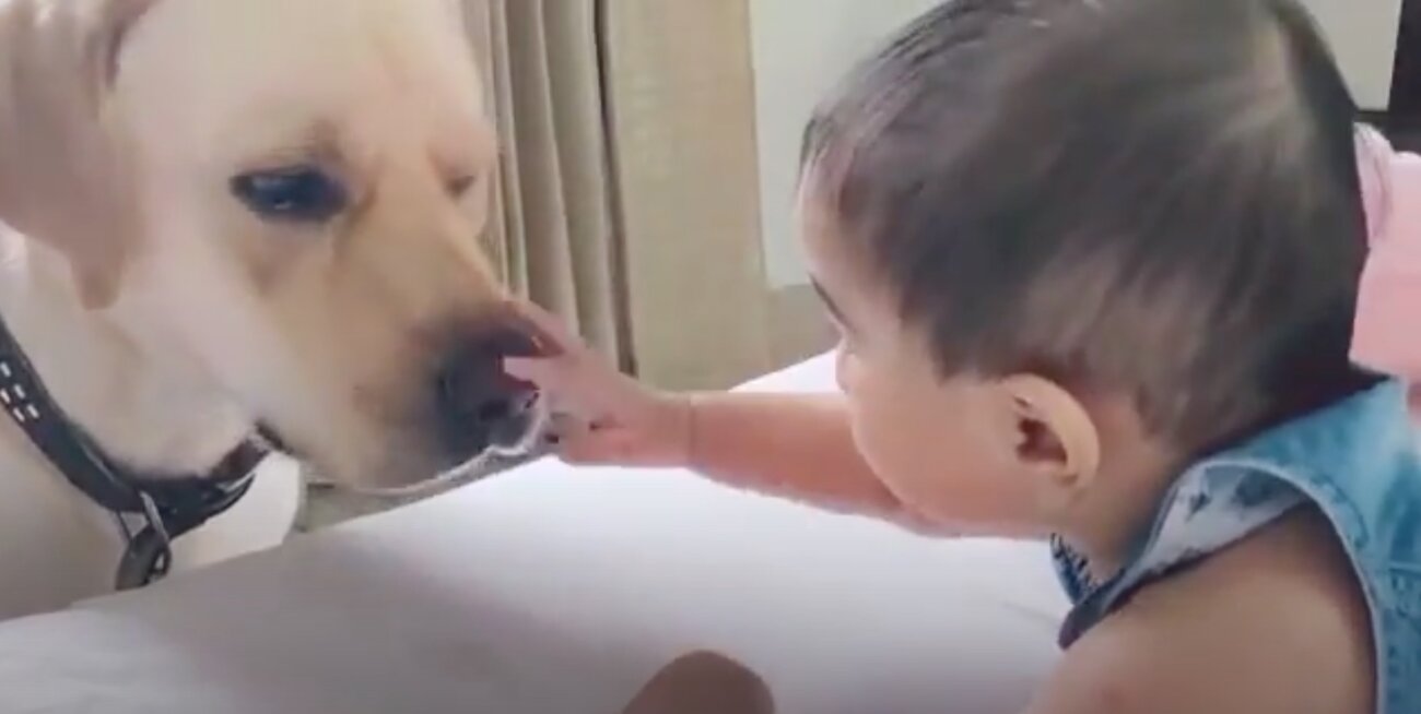 ラブラドールレトリーバー,動画