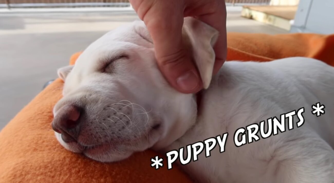 ラブラドールレトリーバー,動画