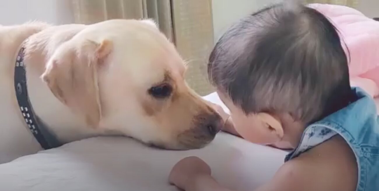 ラブラドールレトリーバー,動画