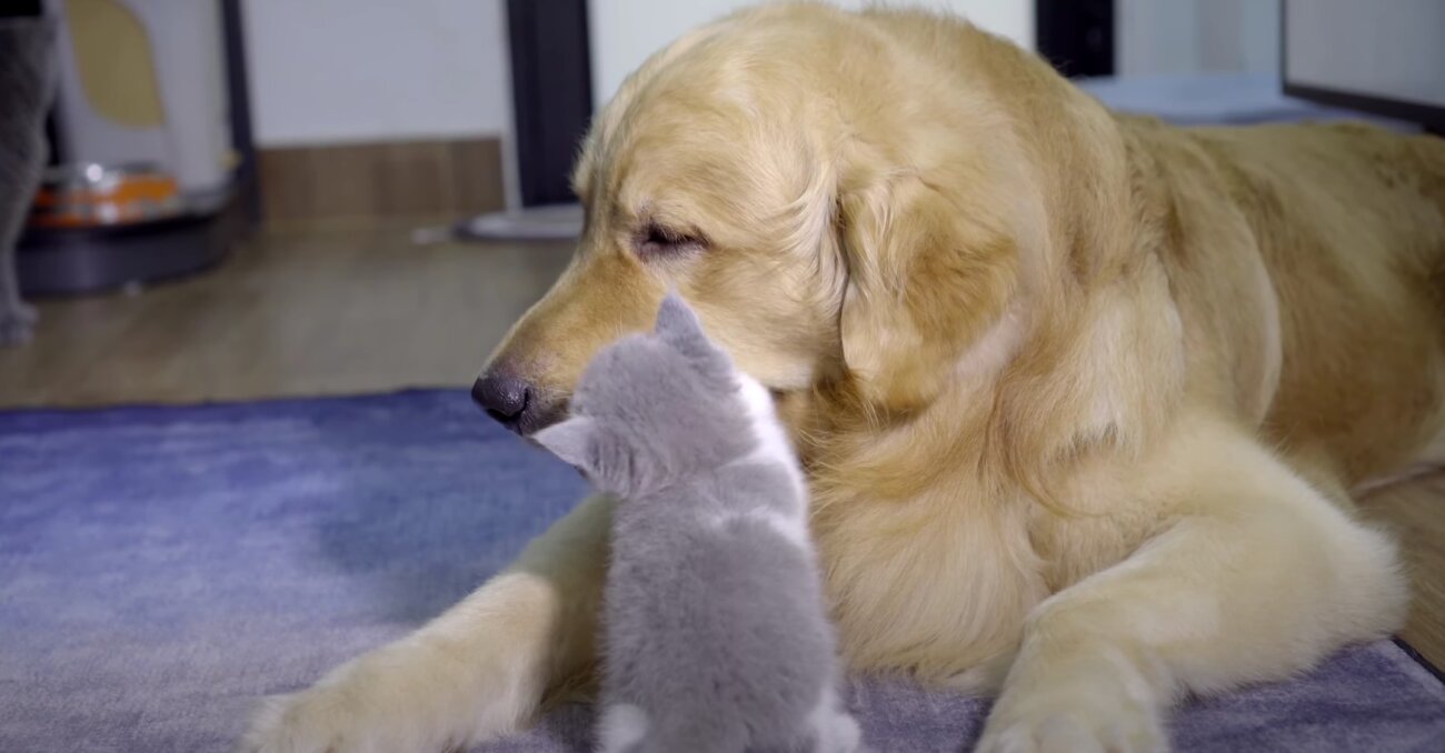 ゴールデンレトリーバー,動画