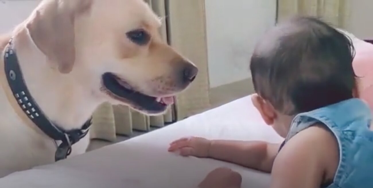 ラブラドールレトリーバー,動画