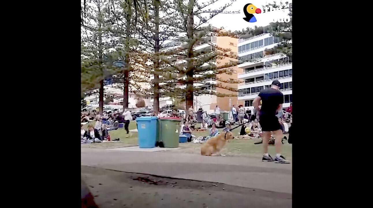 ゴールデンレトリーバー,動画