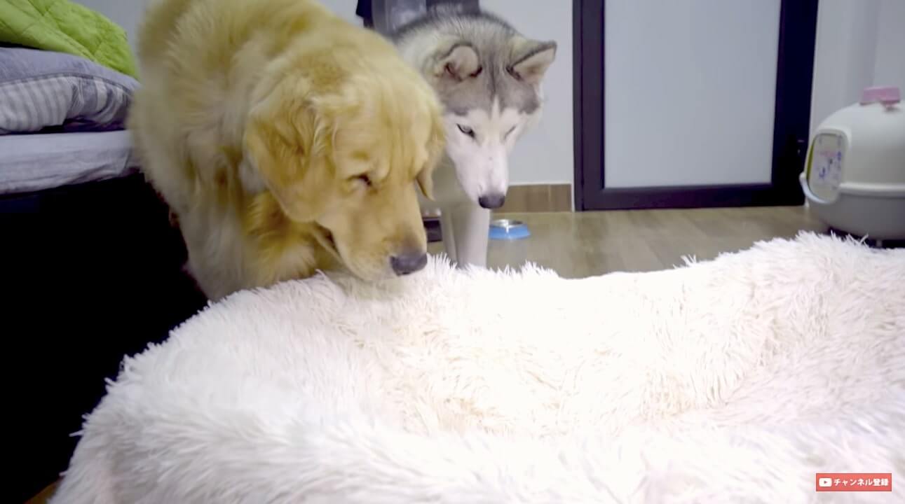 ゴールデンレトリーバー,動画