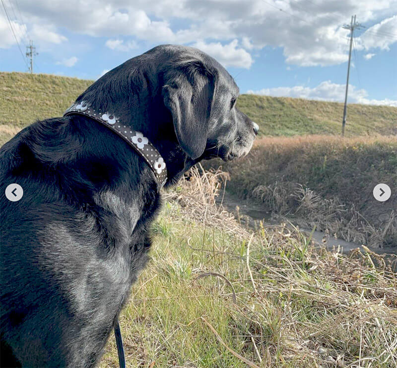 ラブラドールレトリーバー,動画