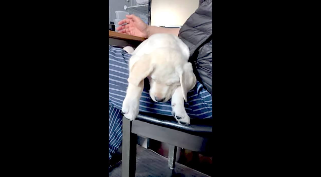 ラブラドールレトリーバー,動画