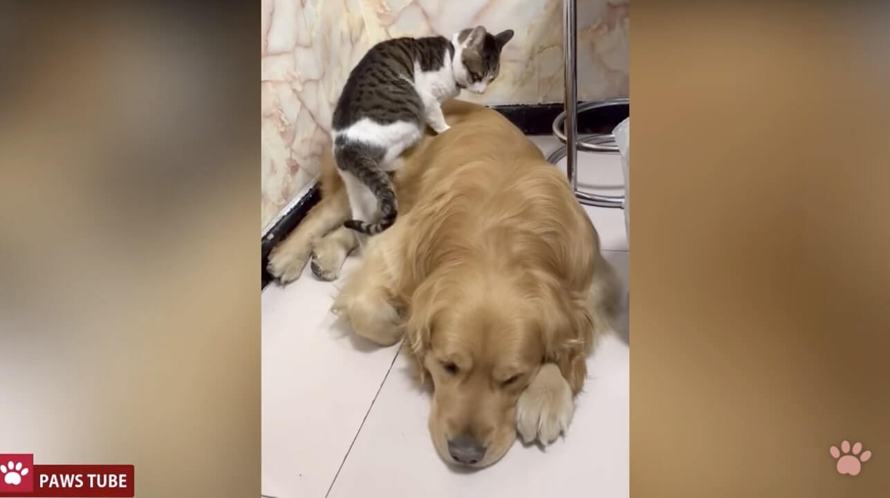 ゴールデンレトリーバー,動画